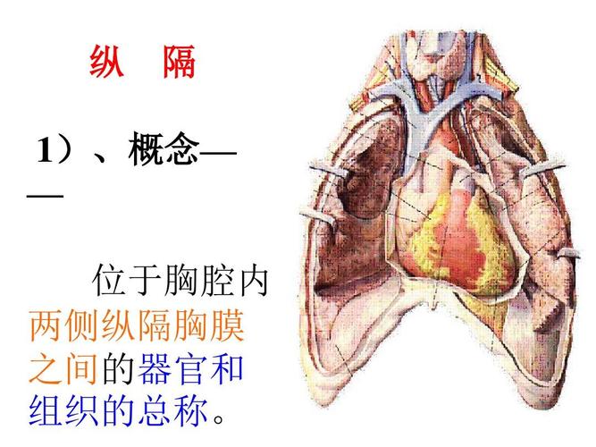 华西解剖学课件 纵隔ppt