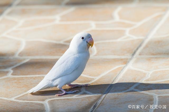 桃面类牡丹鹦鹉的名字都这么怪,原来名字里大有含义