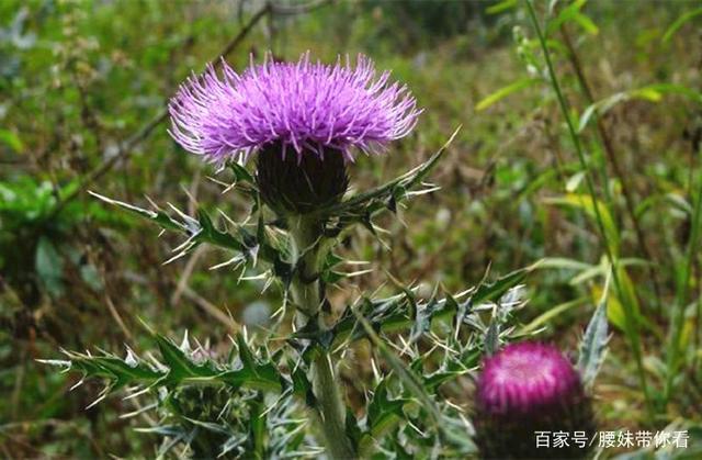 药食同源"鸡刺根",炖鸡炖骨味道鲜