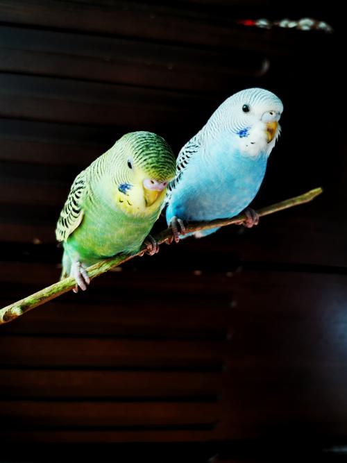 写美篇 虎皮鹦鹉是鹦形目鹦鹉科的鸟类,又名娇凤,属小型攀禽品种,性情