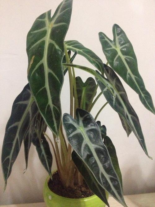 像滴水观音的植物图片