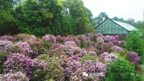 最珍稀的杜鹃溪畔杜鹃常绿,高可达3米;花量大,耐热.
