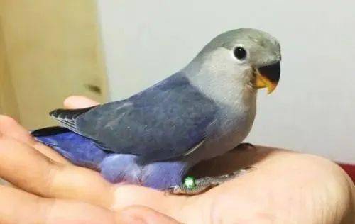 什么叫紫罗兰牡丹鹦鹉?它是怎么回事?