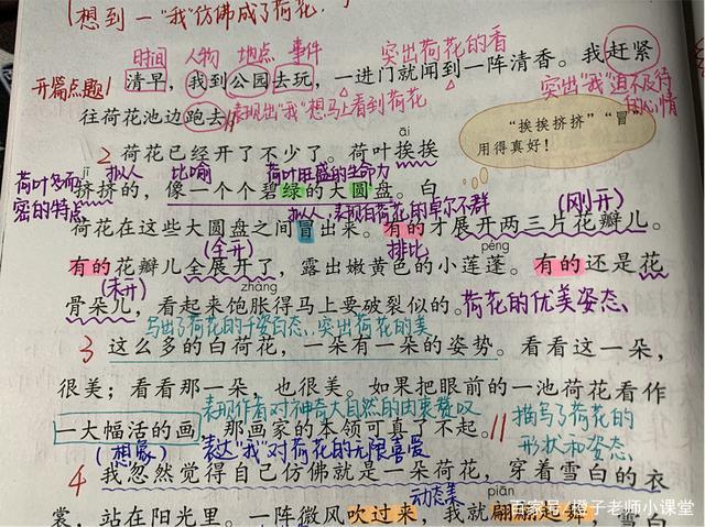 三年级语文《荷花》,老师整理考试高频问题,高效率复习!
