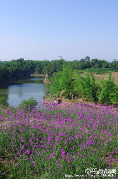重庆市旅游局微博:【本周六,去荣昌仁义镇看紫色花海!】