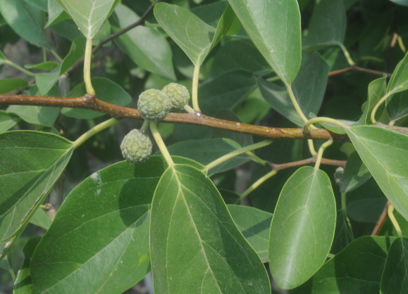 原创柘树长得不起眼为何却能和紫檀齐名还被称为帝王木