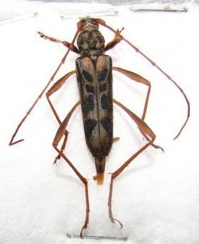 四面山长丽天牛