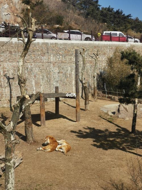 威海西霞口神雕山野生动物园_动物园_西霞口神雕山野生动物世界停车场