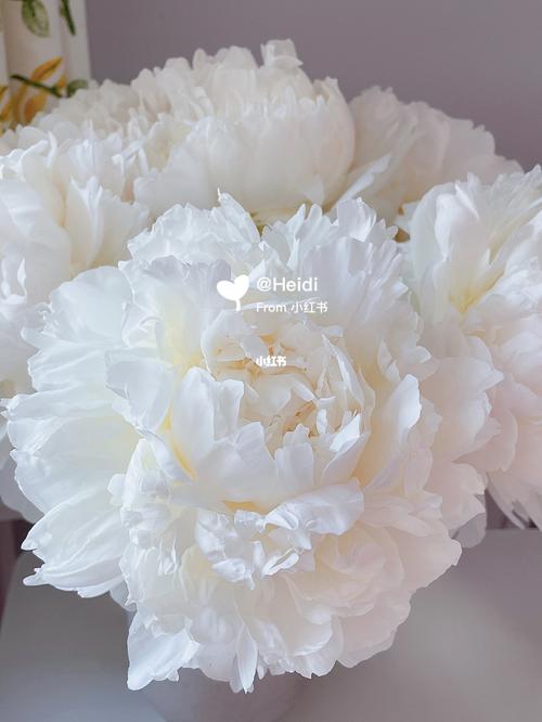 奶油碗芍药_芍药_奶油_鲜花_绿植_赏花_点缀生活的鲜花_家居家装_家居