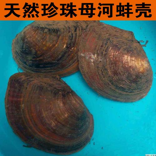 中药材 珍珠母贝 珍珠母500克 平肝潜阳,安神定惊明目一斤