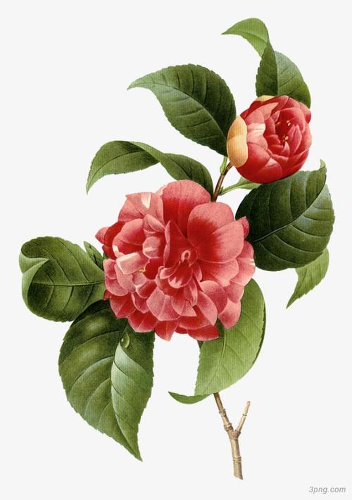手绘红色山茶花png素材透明免抠图片-卡通手绘