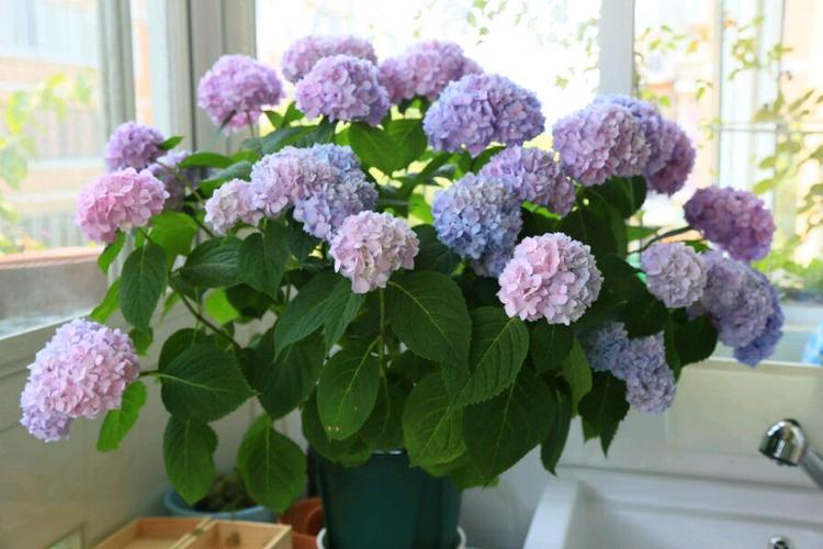 春天适合养"无尽夏",花期春到秋,梦幻蓝,粉色,盆栽地栽皆可