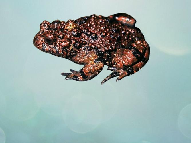 强婚刺铃蟾,是中国特有种.属无尾目,铃蟾科,铃蟾属物种.