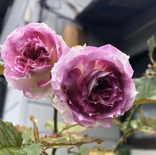 月季城南新品喀尔刻瑟西玫瑰木村卓功出品观叶