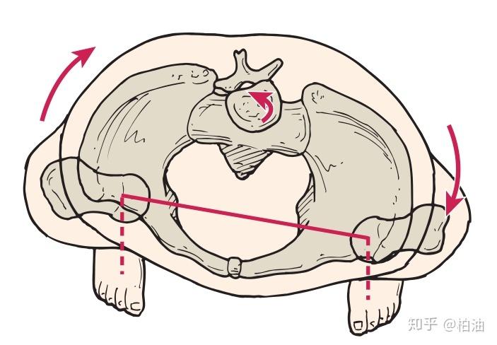 改善骨盆旋转从这两个动作开始