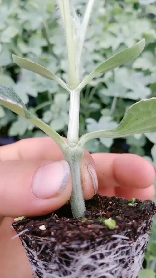 南瓜冬瓜嫁接西瓜技术分享