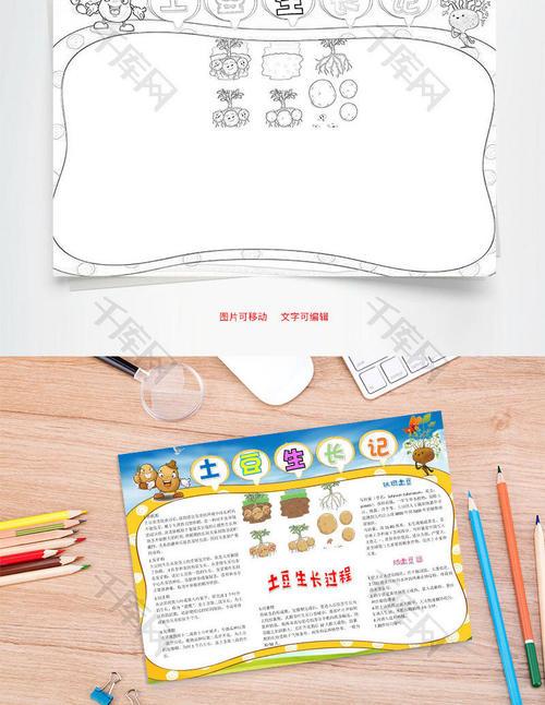 土豆生长过程手抄报 手抄报简单又漂亮