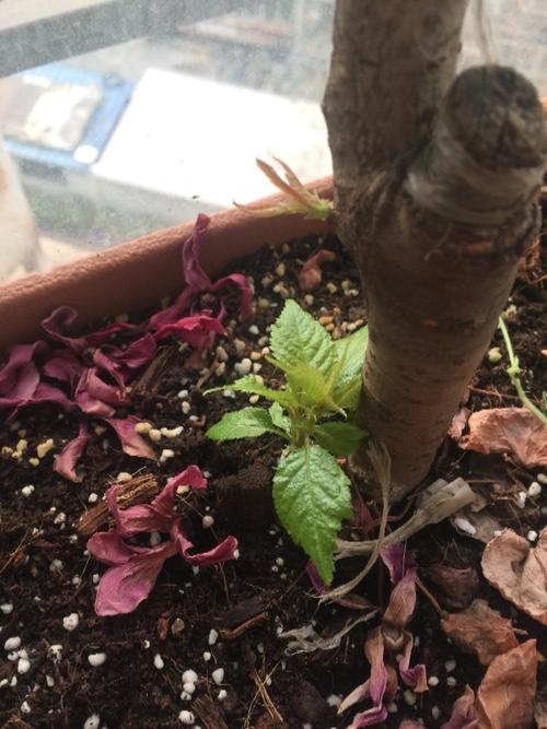 在网上买了两棵樱桃!终于发芽了!看看叶子怎么也不想在网上找的照片!