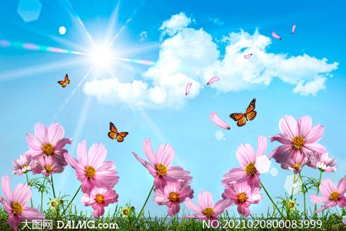 大图首页 高清图片 花卉植物 > 素材信息         平铺的玫瑰花瓣背景