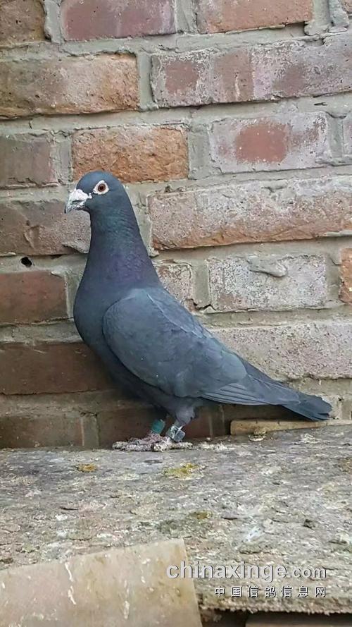 清一色的黑鸽子 鸽友们欣赏