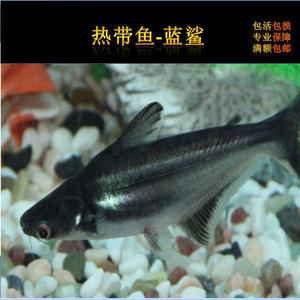 热带鱼淡水鲨鱼活体生观赏鱼另类活体小动物适合宿舍寝室养的宠物