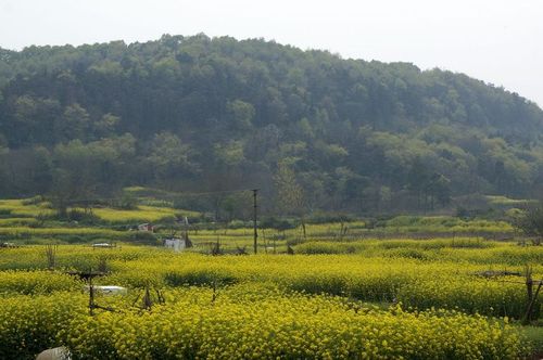 山村油菜花