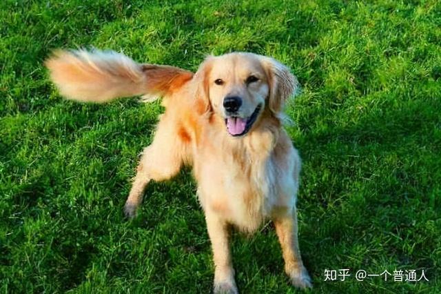 狗狗尾巴的5种不同姿态,具有不一样的意思!