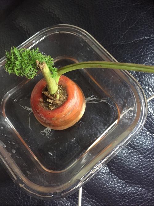红萝卜成长记录一吴朱丹(一年七班)