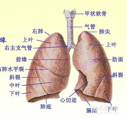 肺在五脏六腑中位置最高,覆盖诸脏,故有"华盖"之称.