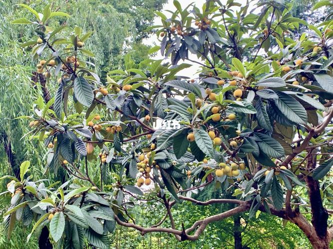 似乎是在一夜之间,枇杷树上都结果子了_枇杷_逍遥走天下_家居家装