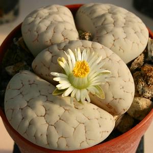 【ssg种子】番杏科 生石花属 f117/1—>c189a 白花荒玉