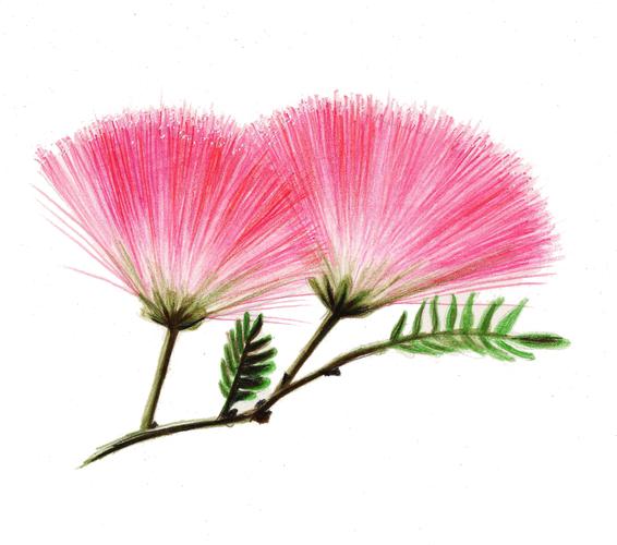 【驴大萌彩铅教程173】手绘鲜花 合欢花