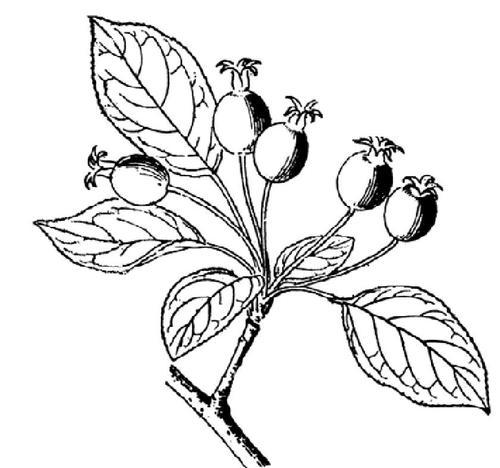 植物药材简笔画