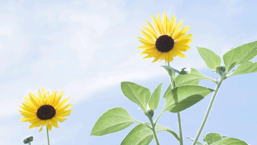 小清新花卉摄影桌面壁纸.春来了,草绿了,花开了.