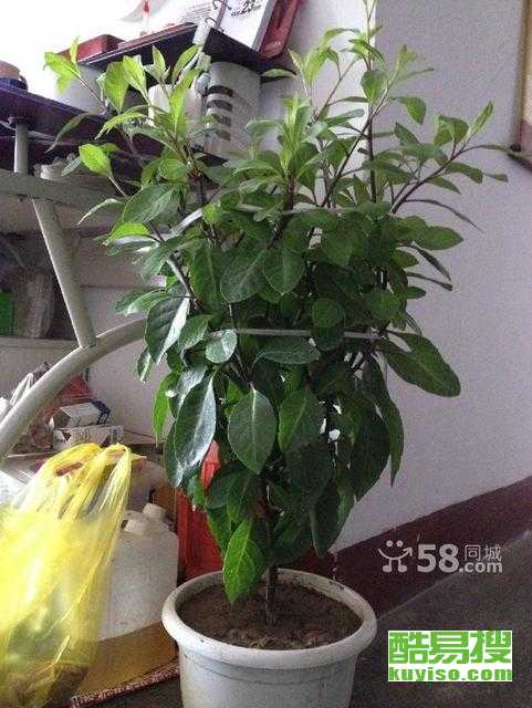 能治糖尿病的胰岛树