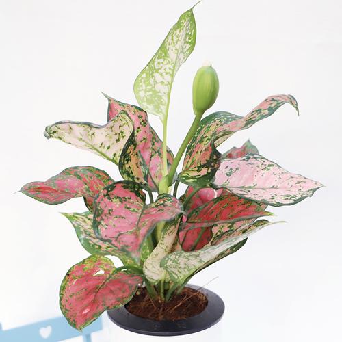 吉祥如意万年青银皇后玛丽安绿植盆栽带花苞发货办公室吸甲醛四季