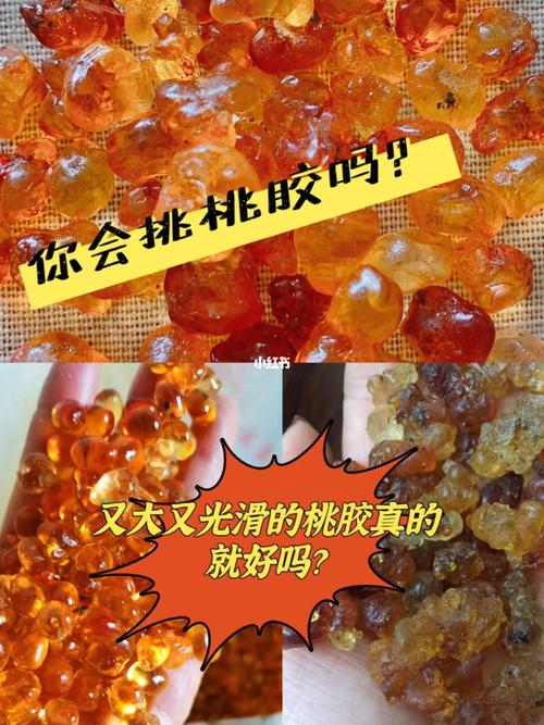 揭秘桃胶内幕7515五个妙招教你怎么挑到好桃胶_桃胶_珍珠_银耳
