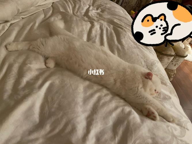 夜深人静～总有喵儿在床上等你一起睡_二胎_加菲猫_猫咪_宠物_猫