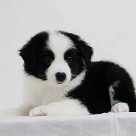 【不是说一定要黑白脸的狗狗,是黑白的照片】