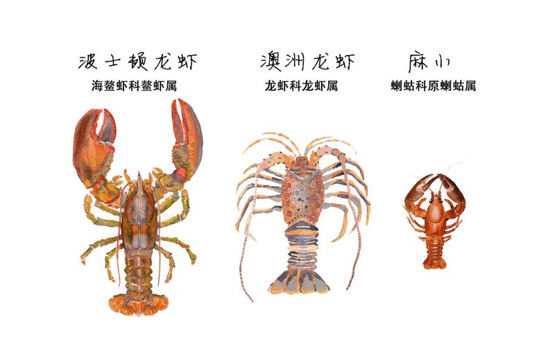 波士顿大龙虾怎么画简笔画