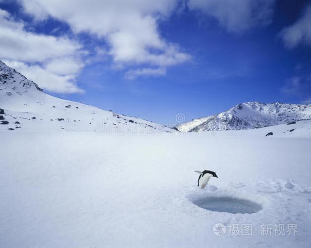 冬天的鹰男孩在摸一个深雪堆冬季独行鹤滑翔伞猫在雪地上行走比赛开始