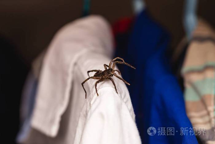 蜘蛛恐惧症衣柜内毒蜘蛛危险有毒动物恐惧概念