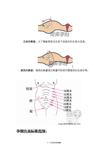 孕妇宫高腹围测量及标准