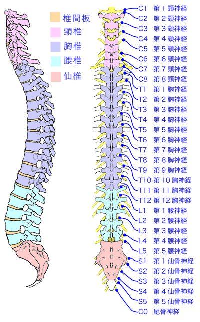 【视频,图解】人体骨骼详解 人体脊柱全息图(中医推拿