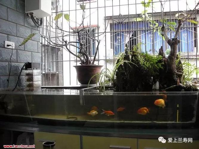 老阳台巧变400升大鱼缸