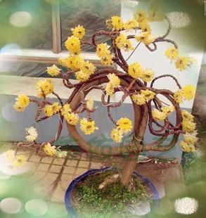 供应打结花结香花