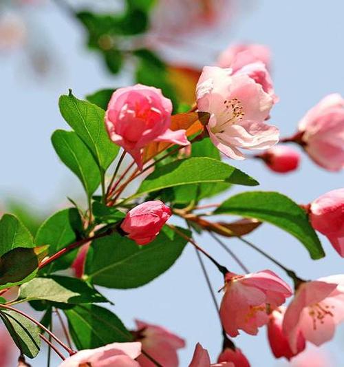 以海棠来命名的其他植物秋海棠和四季海棠