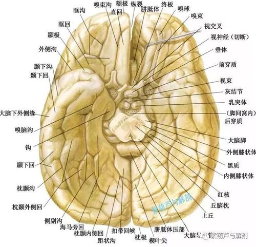 神经解剖 | 脑部正常结构解剖图,神经康复必看