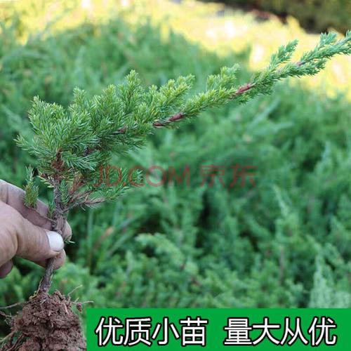 地柏【迎客松】自然苗15cm小苗 【疯狂价】10颗装(不含盆)