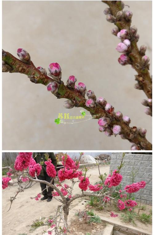 (现货)新鲜桃树枝带花苞遇水开花干枝新鲜桃插水开花真桃花 腊梅带
